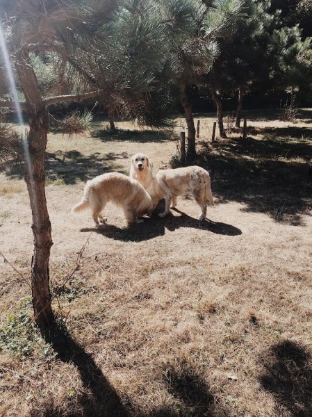 Martine et ses chiens - photo 2