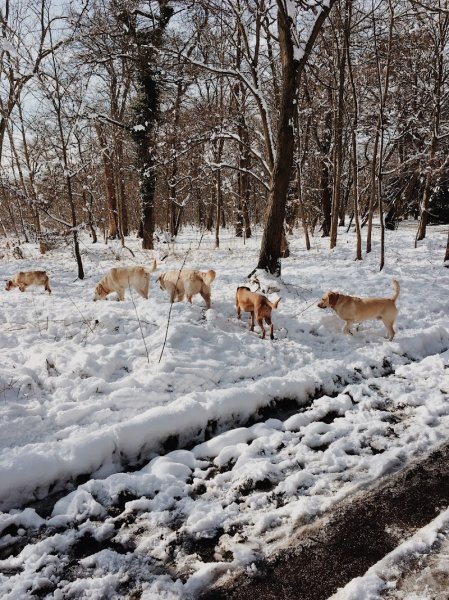 Martine et ses chiens - photo 3