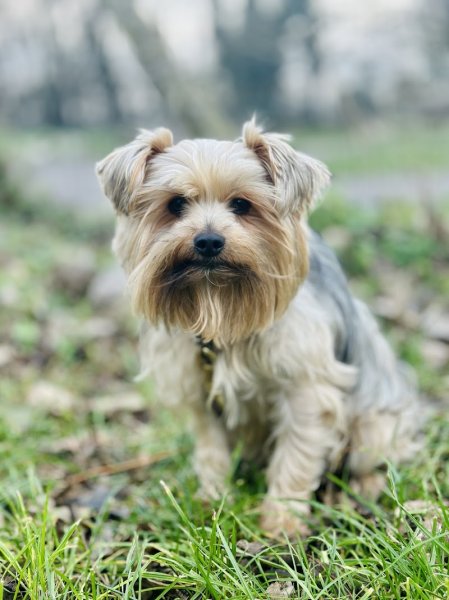 Club Canin Argenteuil