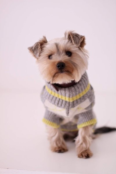 Club Canin Argenteuil - photo 3