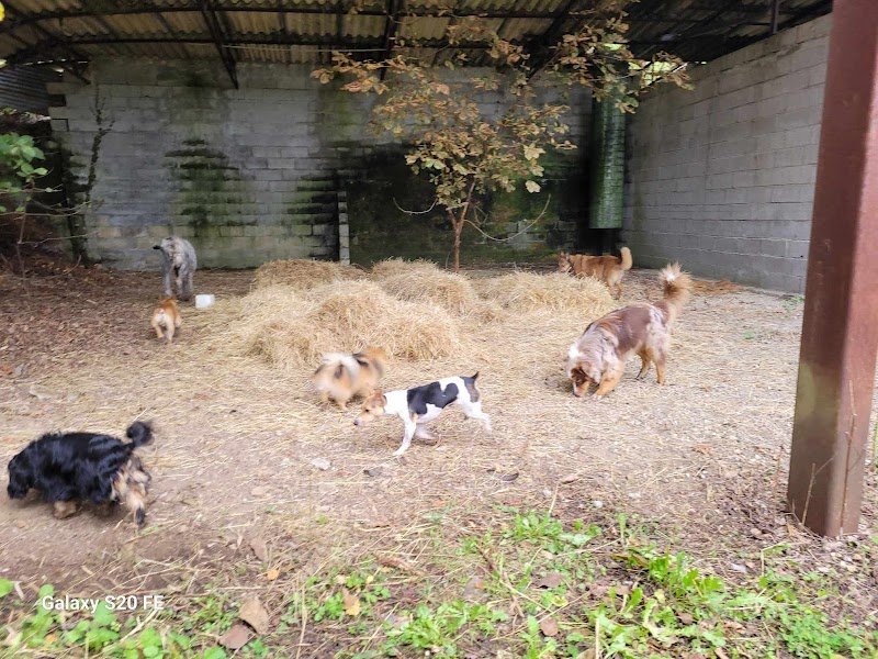 Cani'day - Educateur Comportementaliste Canin et Pension Canine familiale - photo 2
