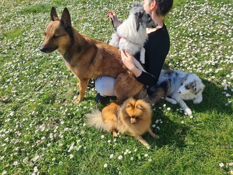 Cani'day - Educateur Comportementaliste Canin et Pension Canine familiale - photo 3