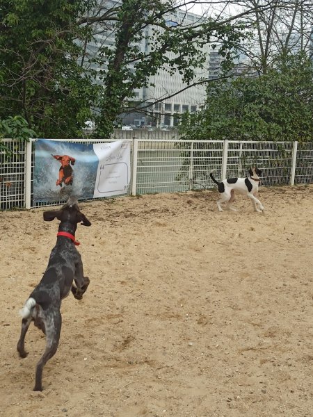 Parc canin de l'île de Puteaux - photo 1