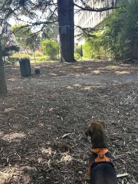 Parc canin - photo 3