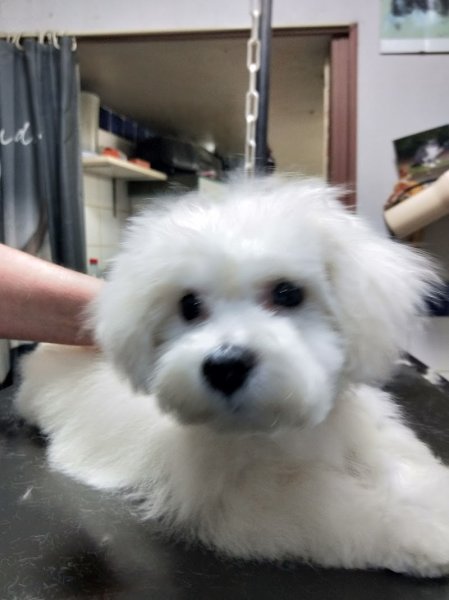 Atout Canin - photo 2