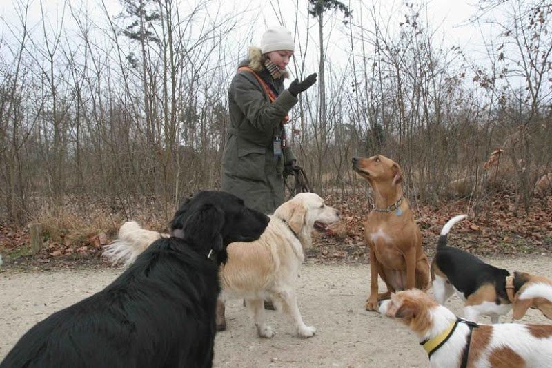 Doggies et Compagnie - photo 2