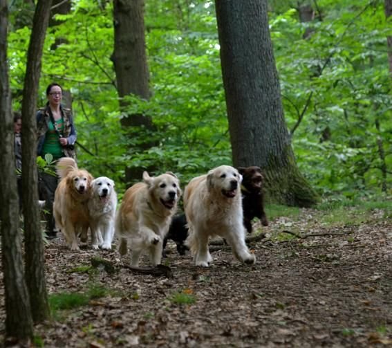 Doggies et Compagnie - photo 3