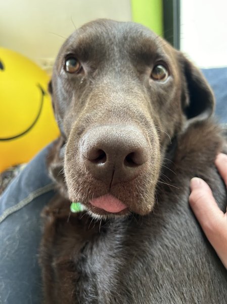 Rêve de Chien - photo 2