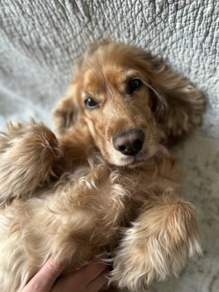 Rêve de Chien - photo 3