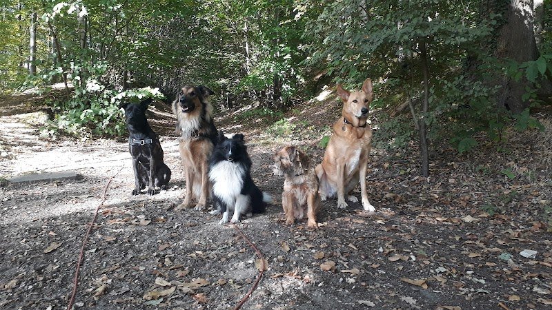 Éducation & Activités Canines - photo 2