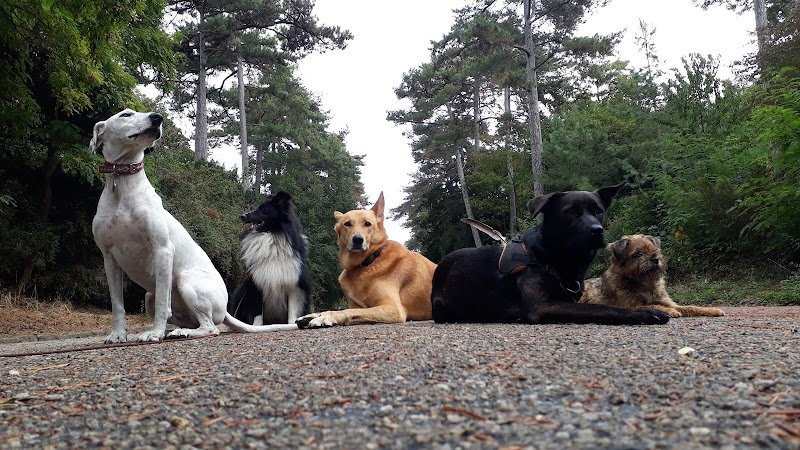 Éducation & Activités Canines - photo 3