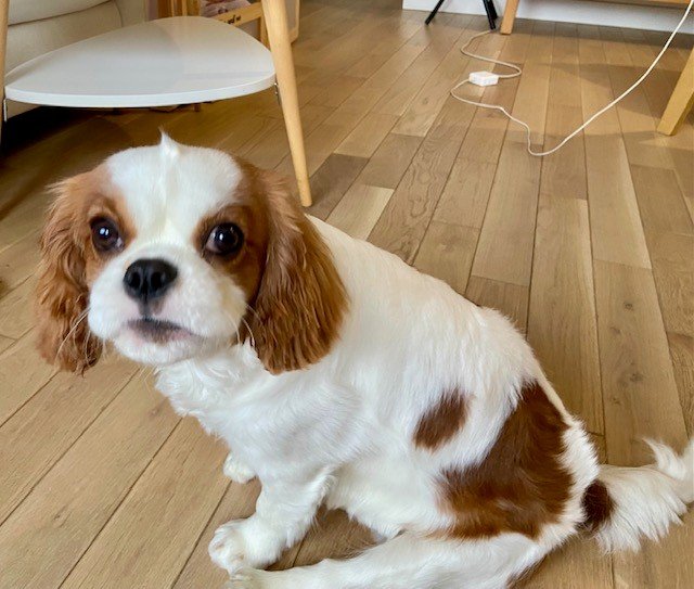 Un Très Beau Chien - photo 2