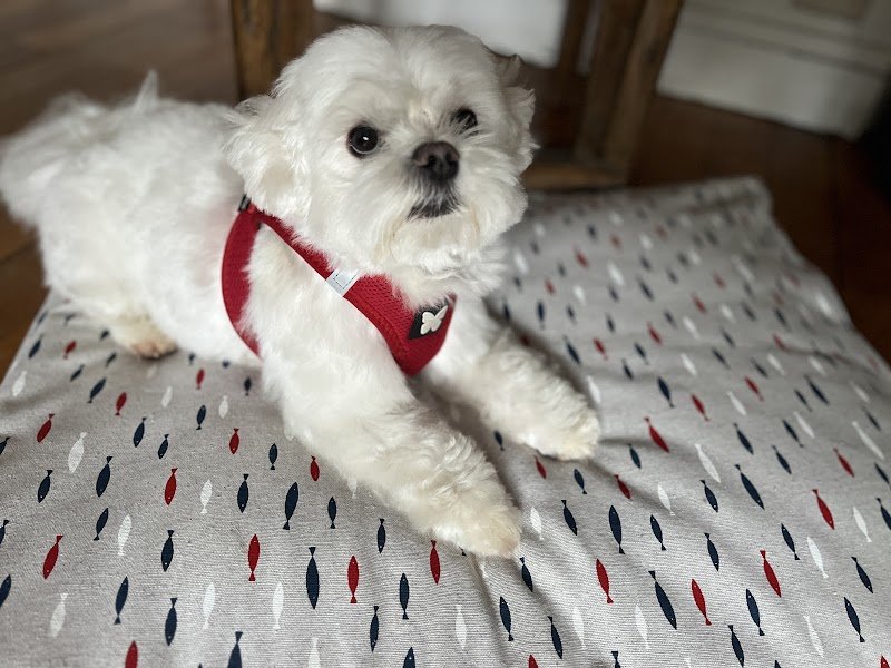 Un Très Beau Chien - photo 3