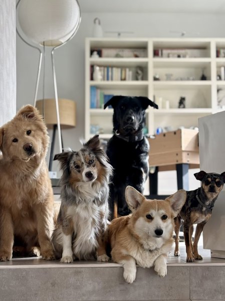 Instinct Studio, éducateur canin