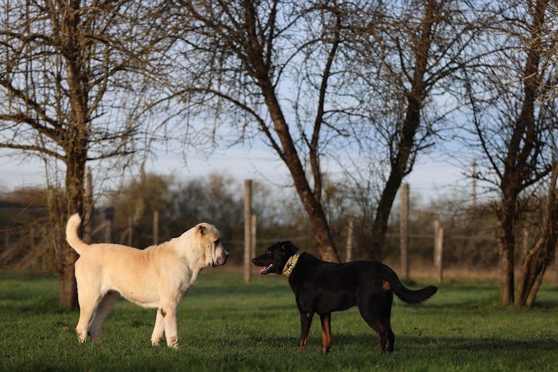 Instinct Studio, éducateur canin - photo 2