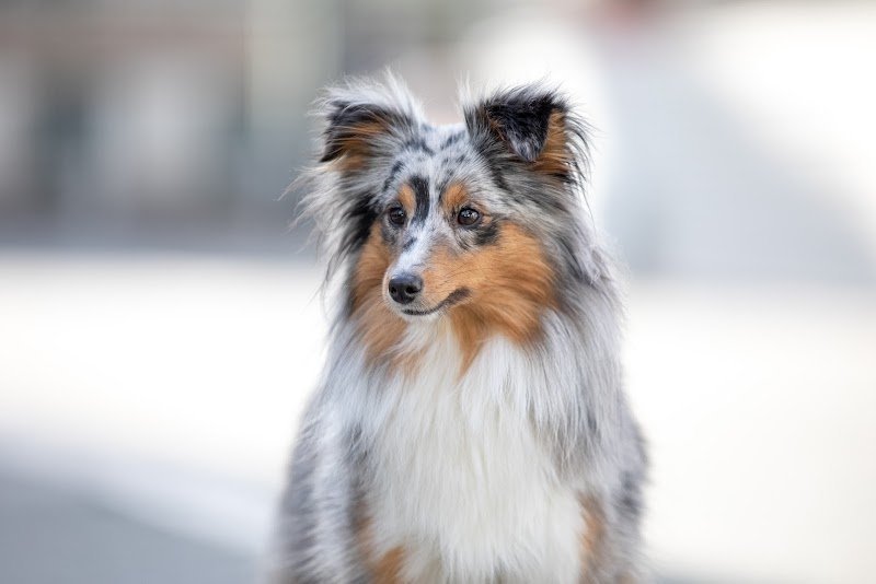 Centrale Canine - Musée du Chien - photo 1