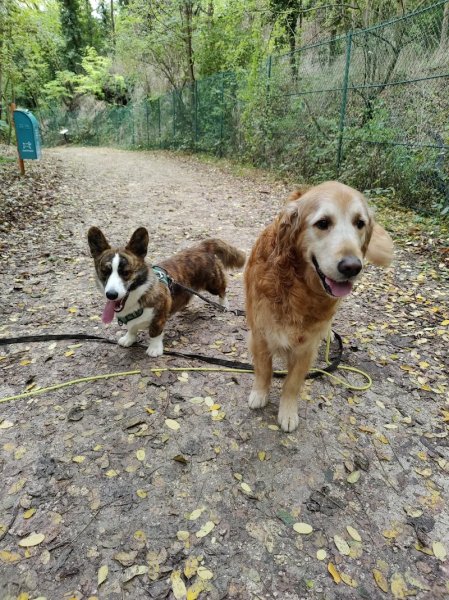 Pattatruffe - Promenade et éducation canine bienveillante