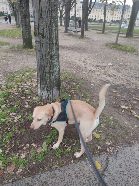 Pattatruffe - Promenade et éducation canine bienveillante - photo 2