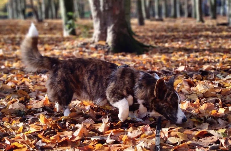 Pattatruffe - Promenade et éducation canine bienveillante - photo 3