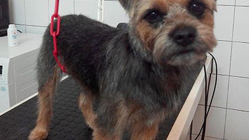 Le jardin canin - photo 1