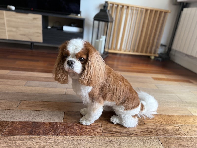 Le jardin canin - photo 2