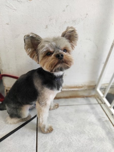 Le jardin canin - photo 3