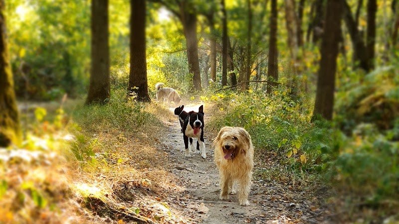 Hakunamatadog pension canine ,promenade collectif ,education , pension pour chien