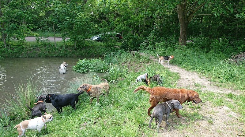 Hakunamatadog pension canine ,promenade collectif ,education , pension pour chien - photo 2