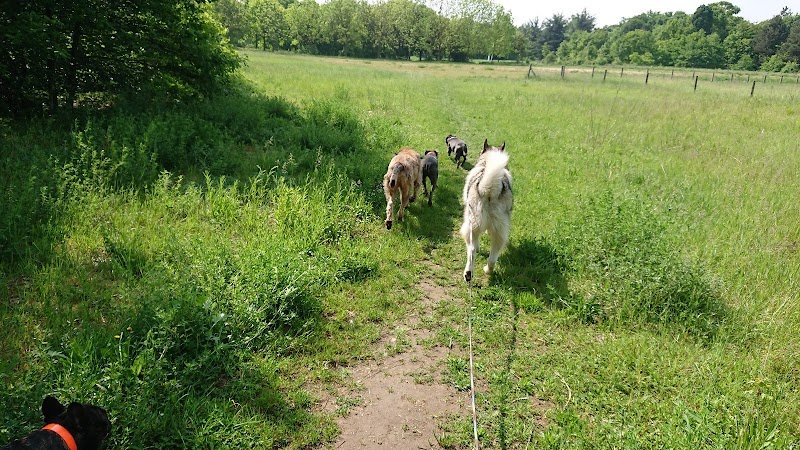 Hakunamatadog pension canine ,promenade collectif ,education , pension pour chien - photo 3