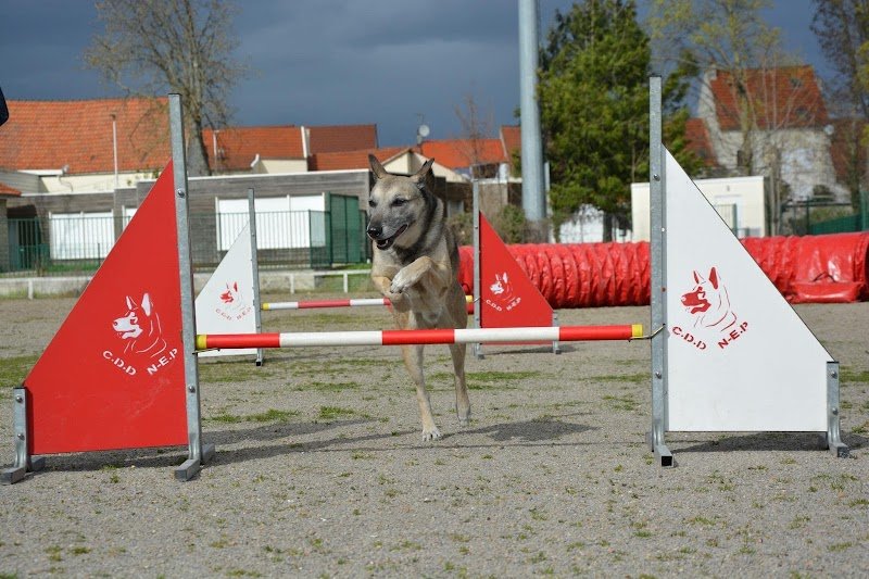Club D'Education Canine du Nord Est Parisien Garges lès Gonesse - photo 1