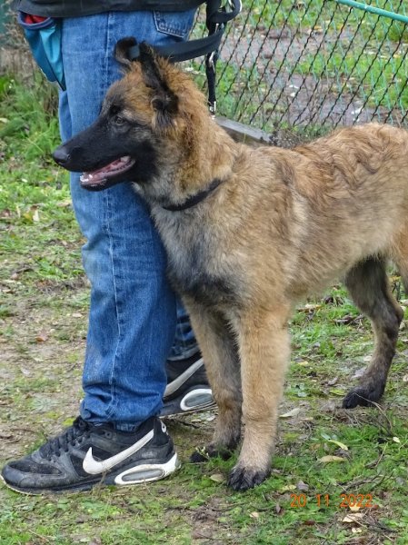 Club D'Education Canine du Nord Est Parisien Garges lès Gonesse - photo 3