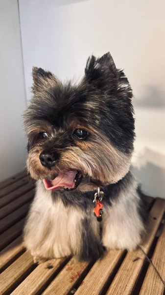 Art Canin L' - photo 2