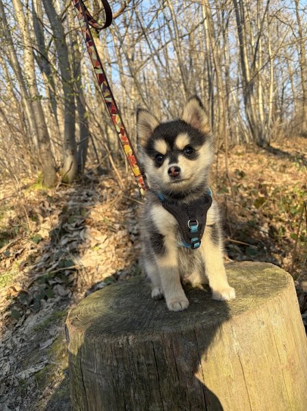 P'tits museaux & Co - Education canine & Comportement félin