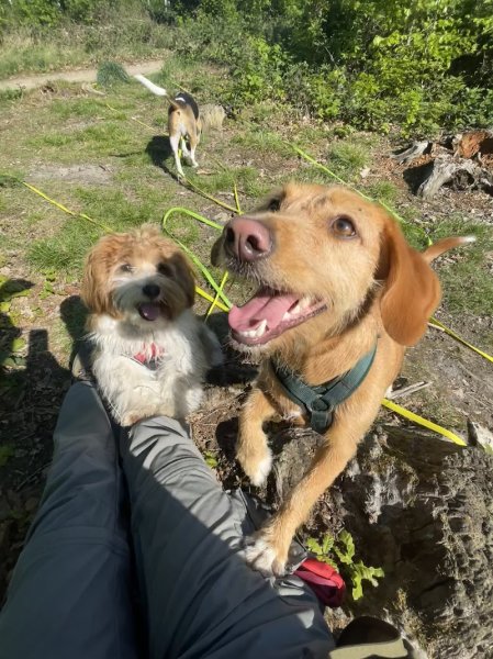 P'tits museaux & Co - Education canine & Comportement félin - photo 2