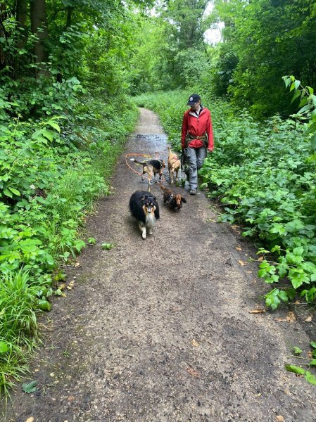 P'tits museaux & Co - Education canine & Comportement félin - photo 3