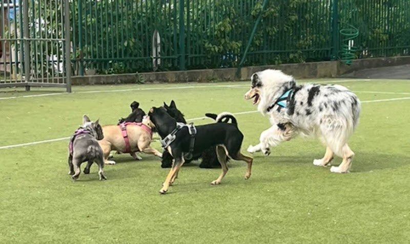 Parc Canin des Puces de Saint-Ouen - photo 1