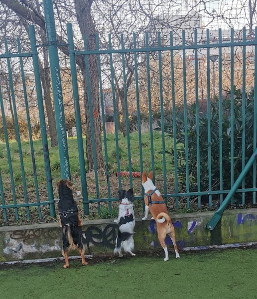 Parc Canin des Puces de Saint-Ouen - photo 2