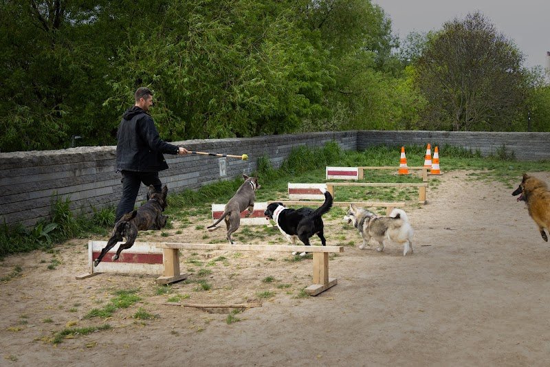 Parc à chien - photo 1