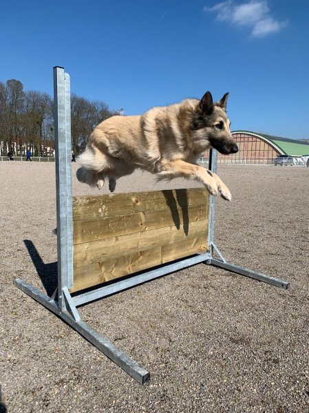 éducation | canin | île de france | chiot | agility - photo 2