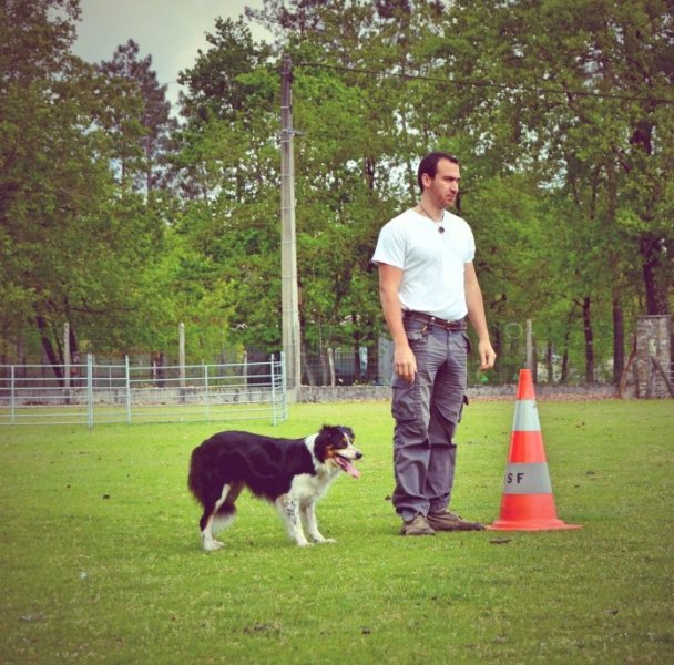 Valeurs canines dressage de chien 95 - photo 1