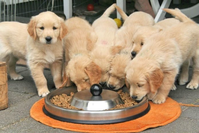 Valeurs canines dressage de chien 95 - photo 2