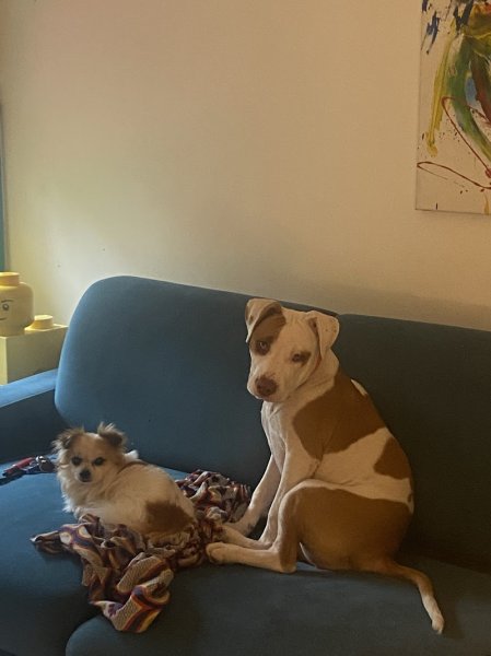 Votre chien et moi - photo 2