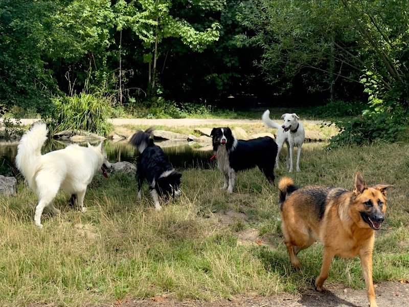 Pensons Chien, Jeremy Baud, Éducateur canin spécialisé en comportement à Saint-Maurice, Bois de Vincennes, Paris et IDF - photo 2