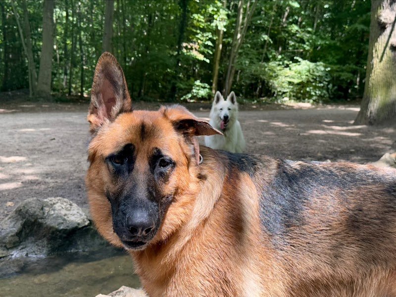 Pensons Chien, Jeremy Baud, Éducateur canin spécialisé en comportement à Saint-Maurice, Bois de Vincennes, Paris et IDF - photo 3