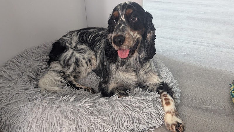 Jess Pet Sitter - Éducatrice et comportementaliste canin