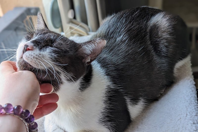 Jess Pet Sitter - Éducatrice et comportementaliste canin - photo 2