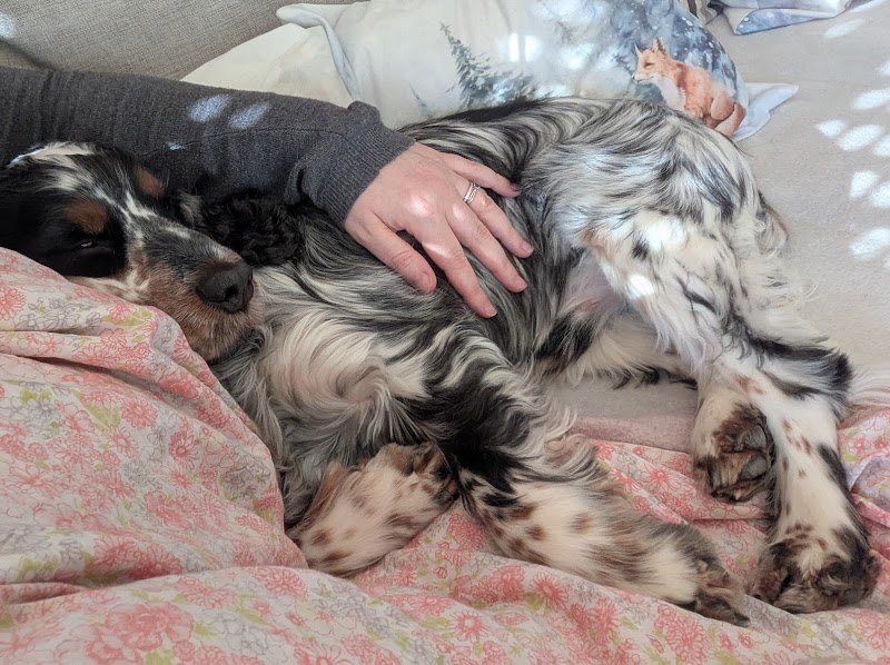 Jess Pet Sitter - Éducatrice et comportementaliste canin - photo 3