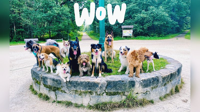 Promenade chien Val de Marne - photo 1