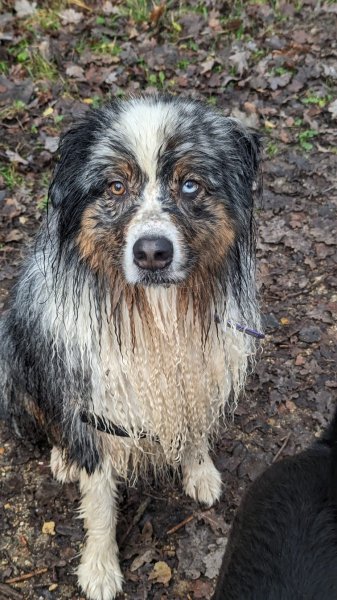 Promenade chien Val de Marne - photo 2