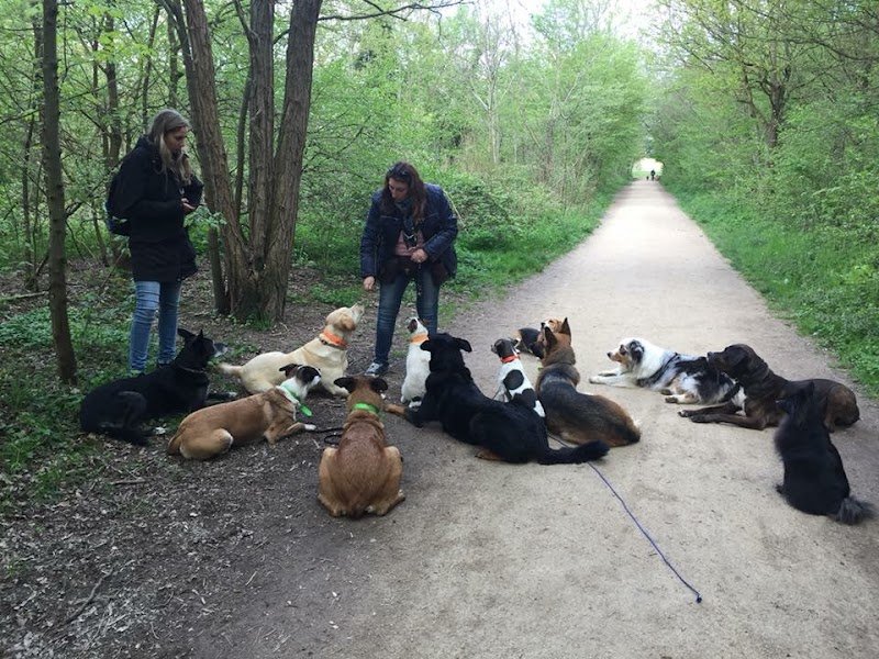 Promenade chien Val de Marne - photo 3